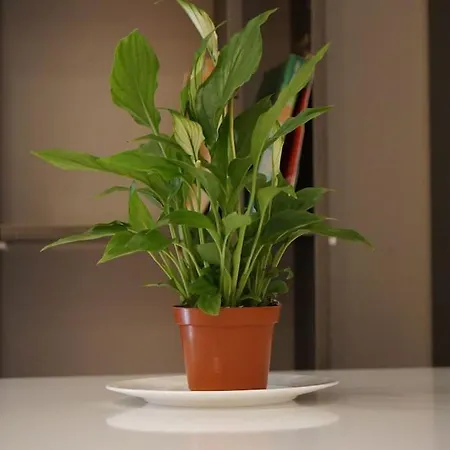 شقة Tokaapartment