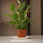Appartamento Tokaapartment