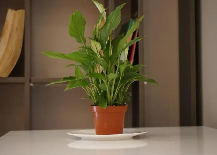 Lägenhet Tokaapartment